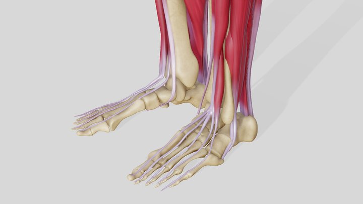 Legs Anatomy 3D Model