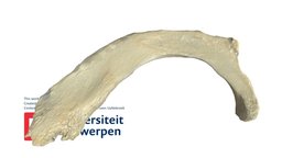 Rechter been - 3D model by Universiteit Antwerpen (@marjanmaldoy ...