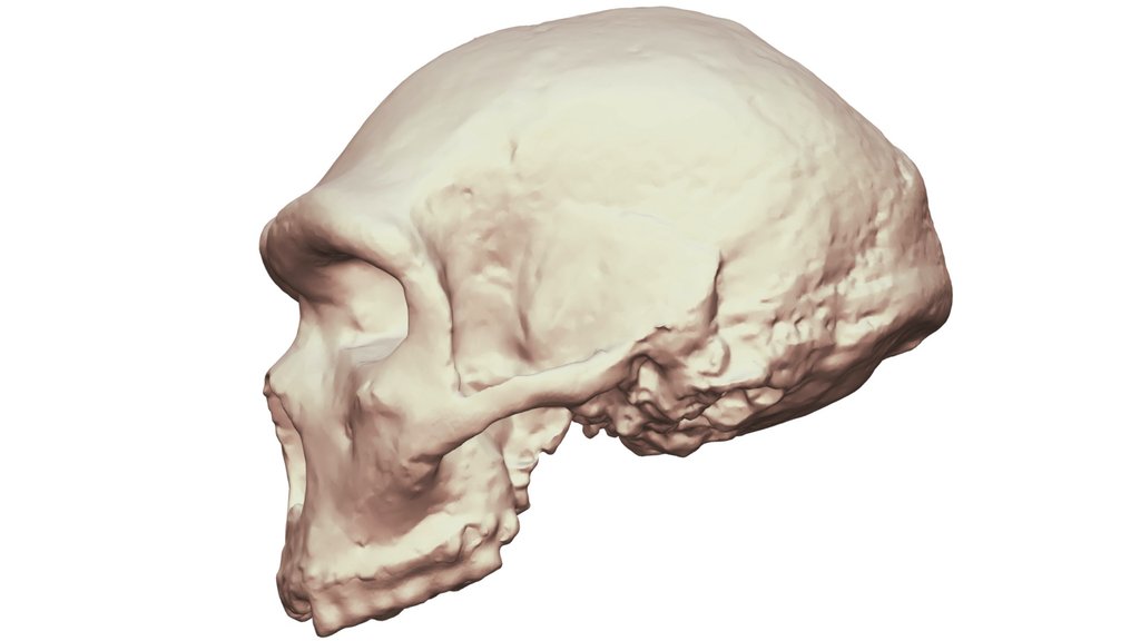 Petralona Cranium