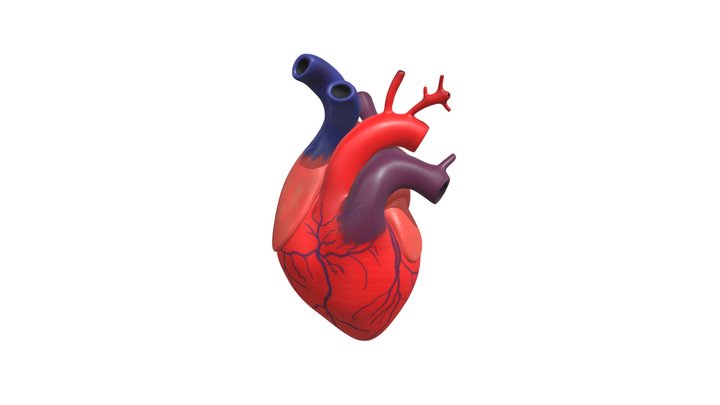 Menselijk hart 3D Model