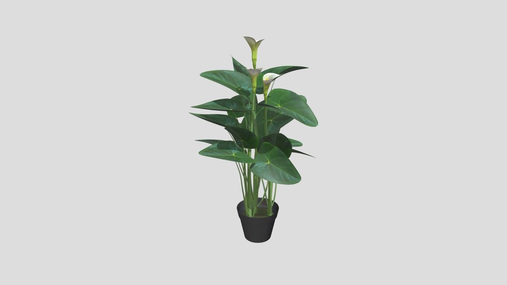 Potted White Calla Lily Plant