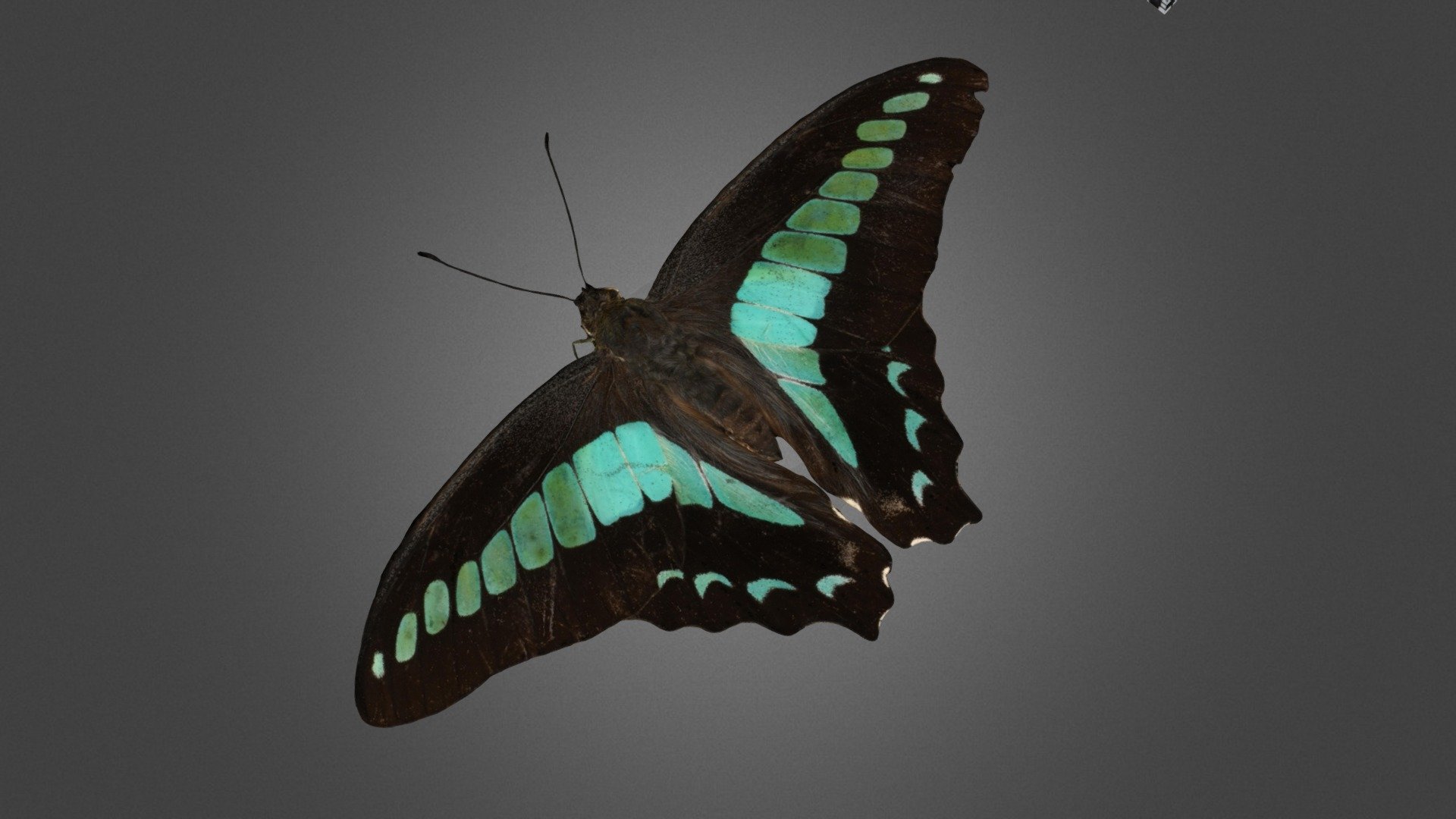 アオスジアゲハ Common Bluebottle, Graphium sarpedon - 3D