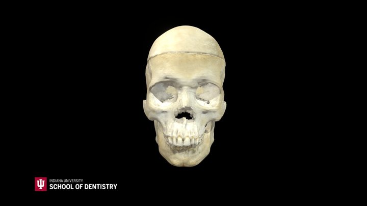 Skull 33 3D Model