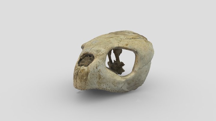 Turtle skull (Unknown species) 3D Model