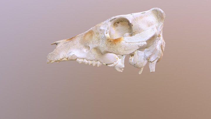 Pig Skull (VCU_3D_1188)