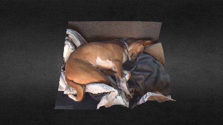 Sleeping basenji 3D Model