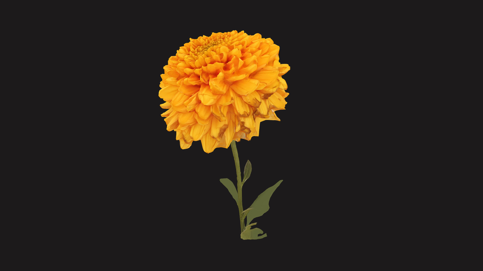 3D model Fw25 – Orange Flower - This is a 3D model of the Fw25 - Orange Flower. The 3D model is about a yellow flower with green leaves.