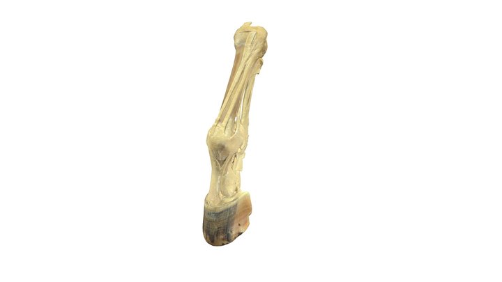 Animal anatomy - A 3D model collection by Alex Dubnoff (@alexdubnoff) -  Sketchfab