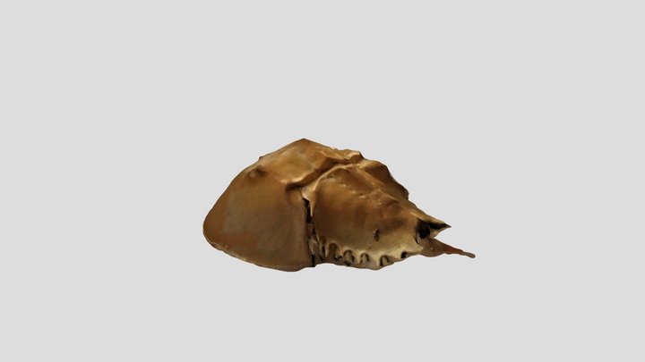 New Qlone 3D Model