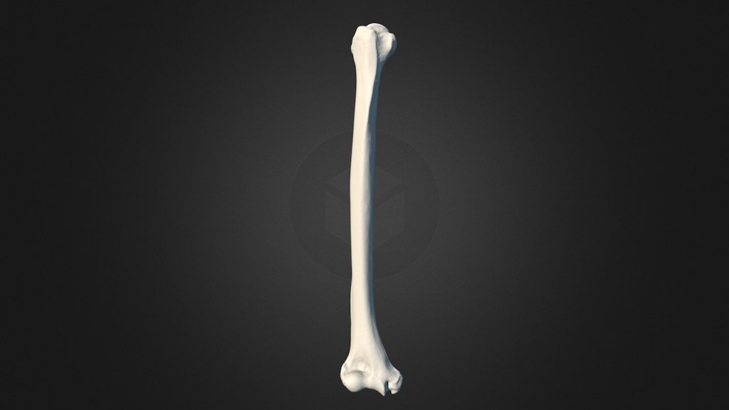 Howler Monkey Right Humerus - 3D model by UNCG Imaging Lab ...