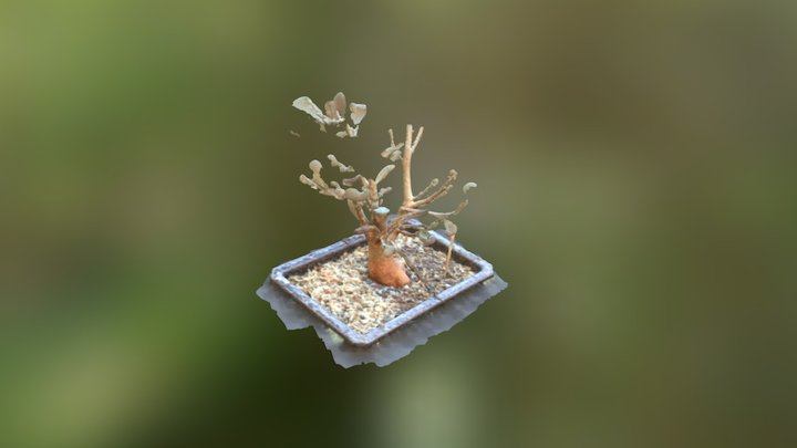 Trident maple bonsai 3D Model