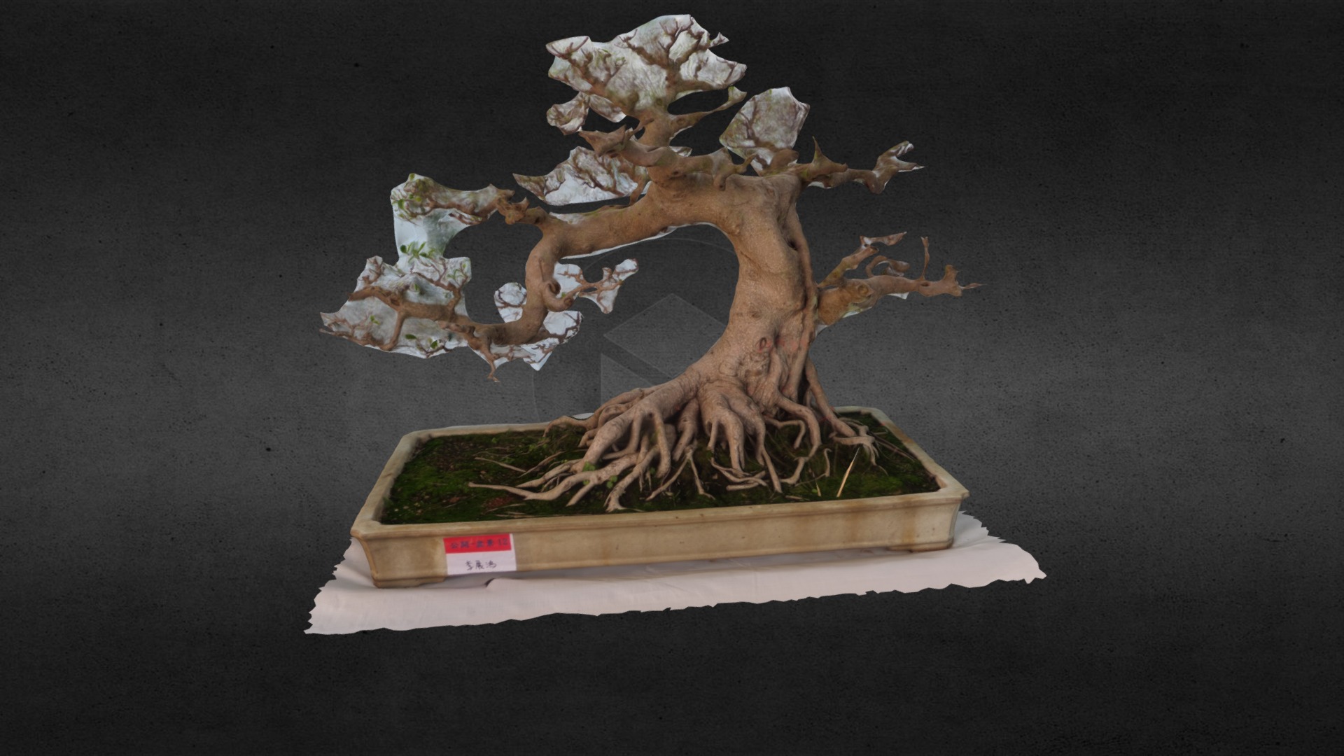 3D model Bonsai - This is a 3D model of the Bonsai. The 3D model is about a tree stump with a skeleton on it.