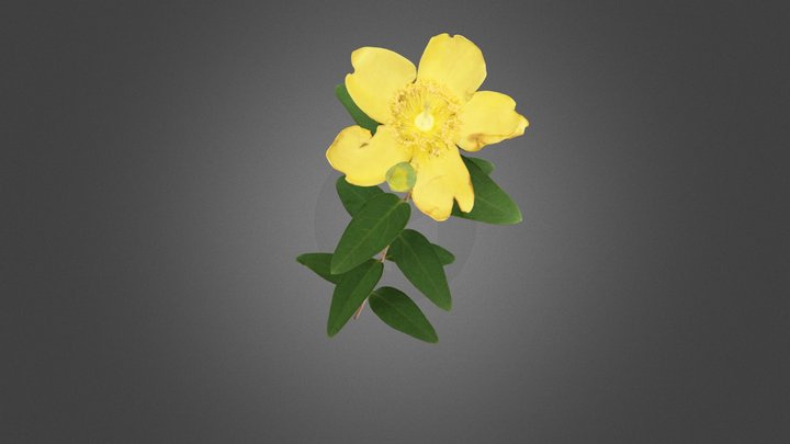 タイリンキンシバイ/Tall St. John's wort 3D Model