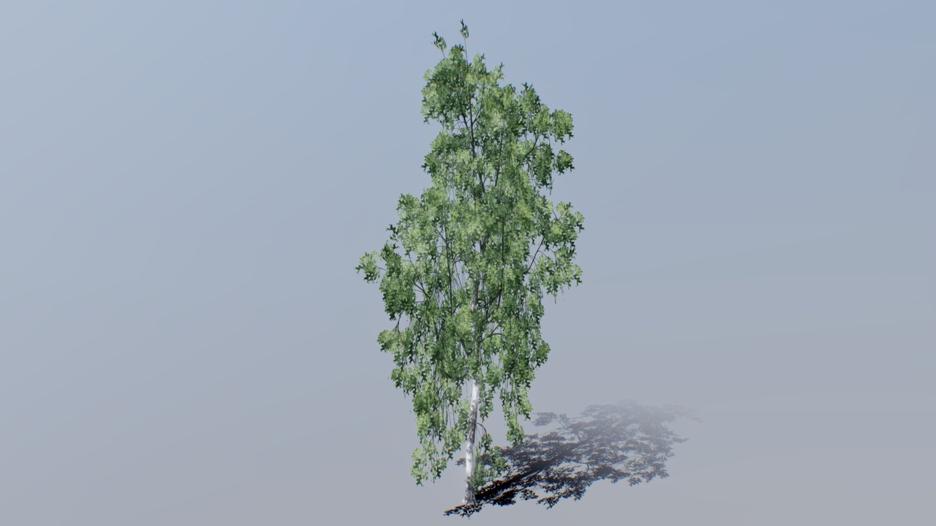Gt 016 Birch 05