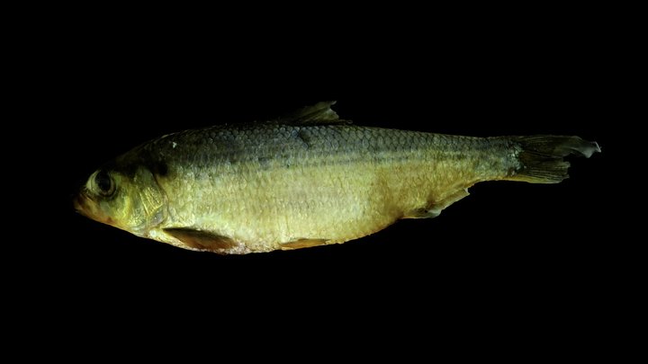 Alewife (river herring), adult 3D Model