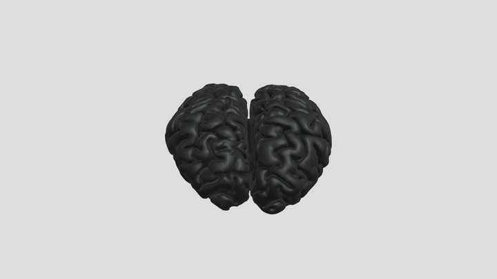 Rhino Brain 3D Model