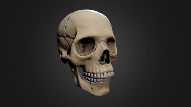 Skull Test Scan 3D Model