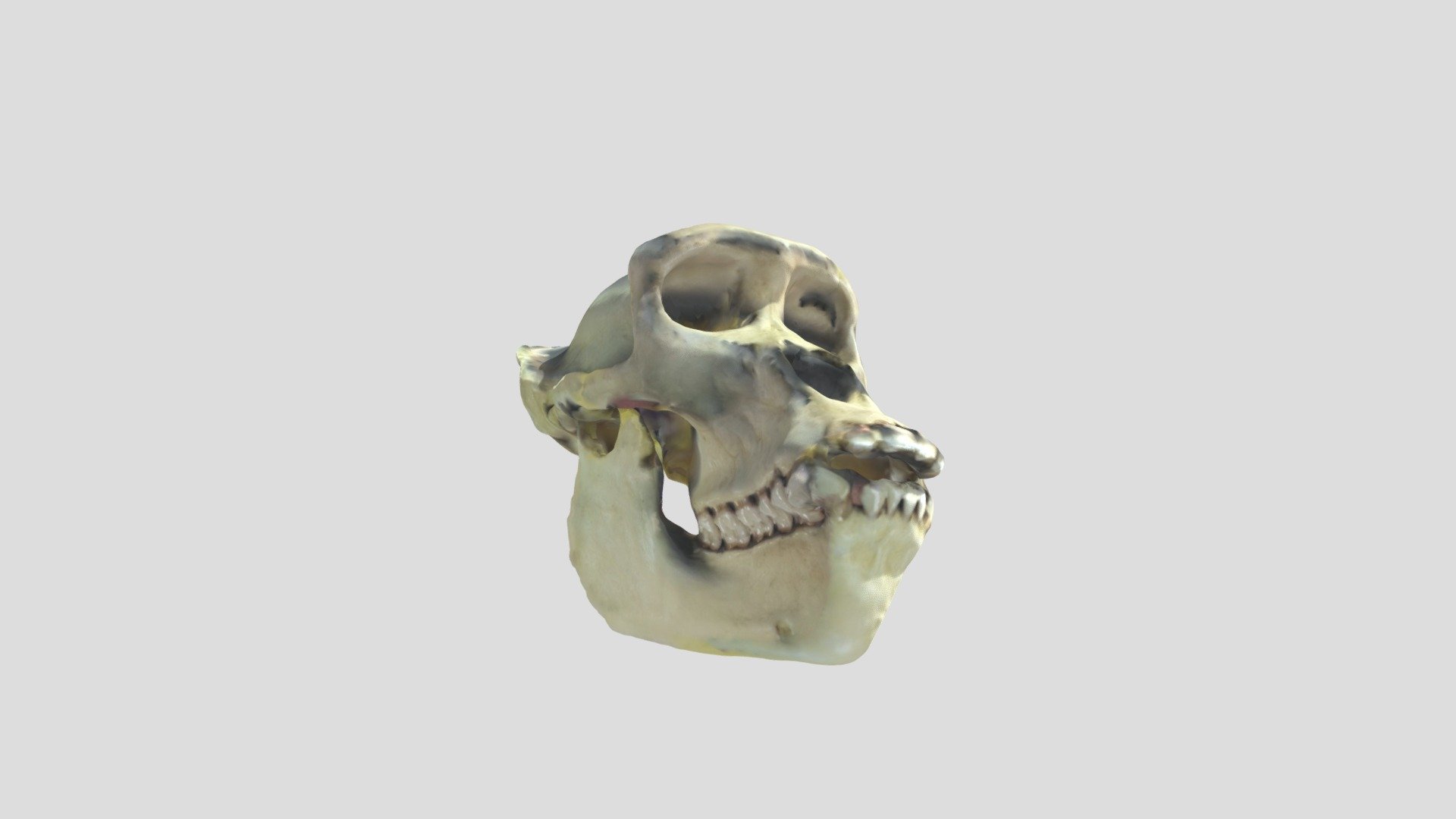 Primate1