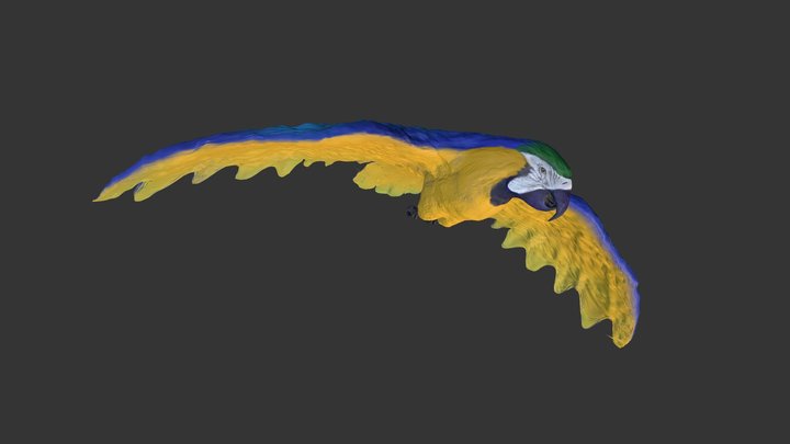 Asset Parrot 3D Model