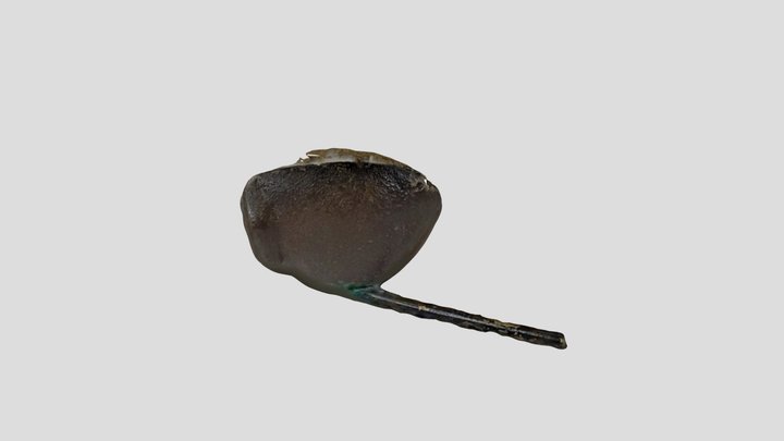 Bisected neural ridge model 3D Model