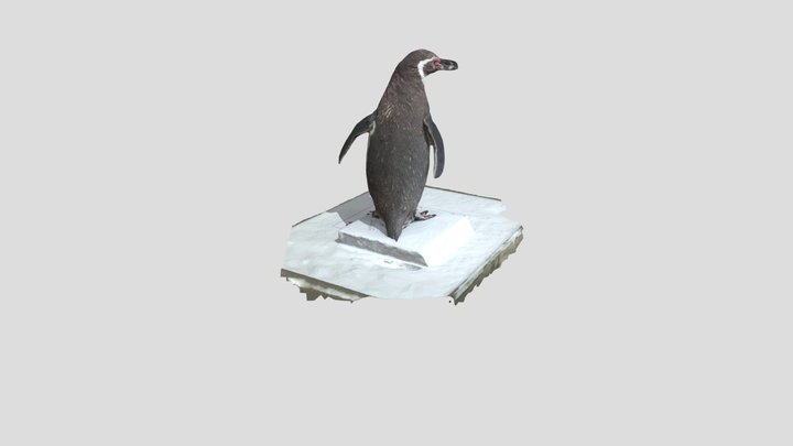 フンボルトペンギン 3D Model