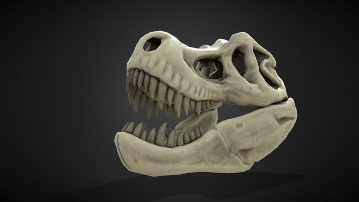 T-Rex Skull 3D Model