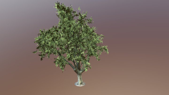 Plane_tree_2 3D Model