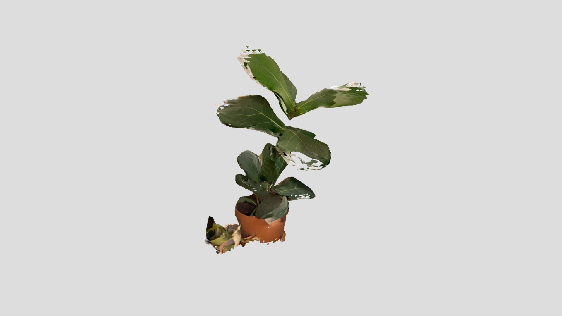 plant 1