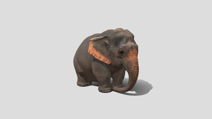 Baby Elephant 3d model free – Modello 3D gratuito STL