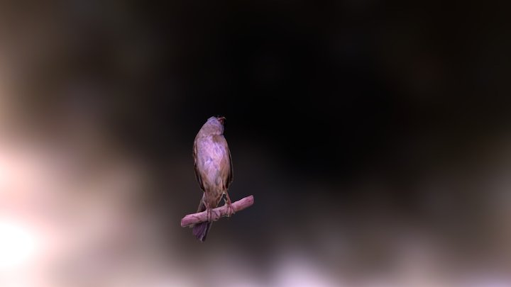 Golden Crowned Sparrow one 3D Model