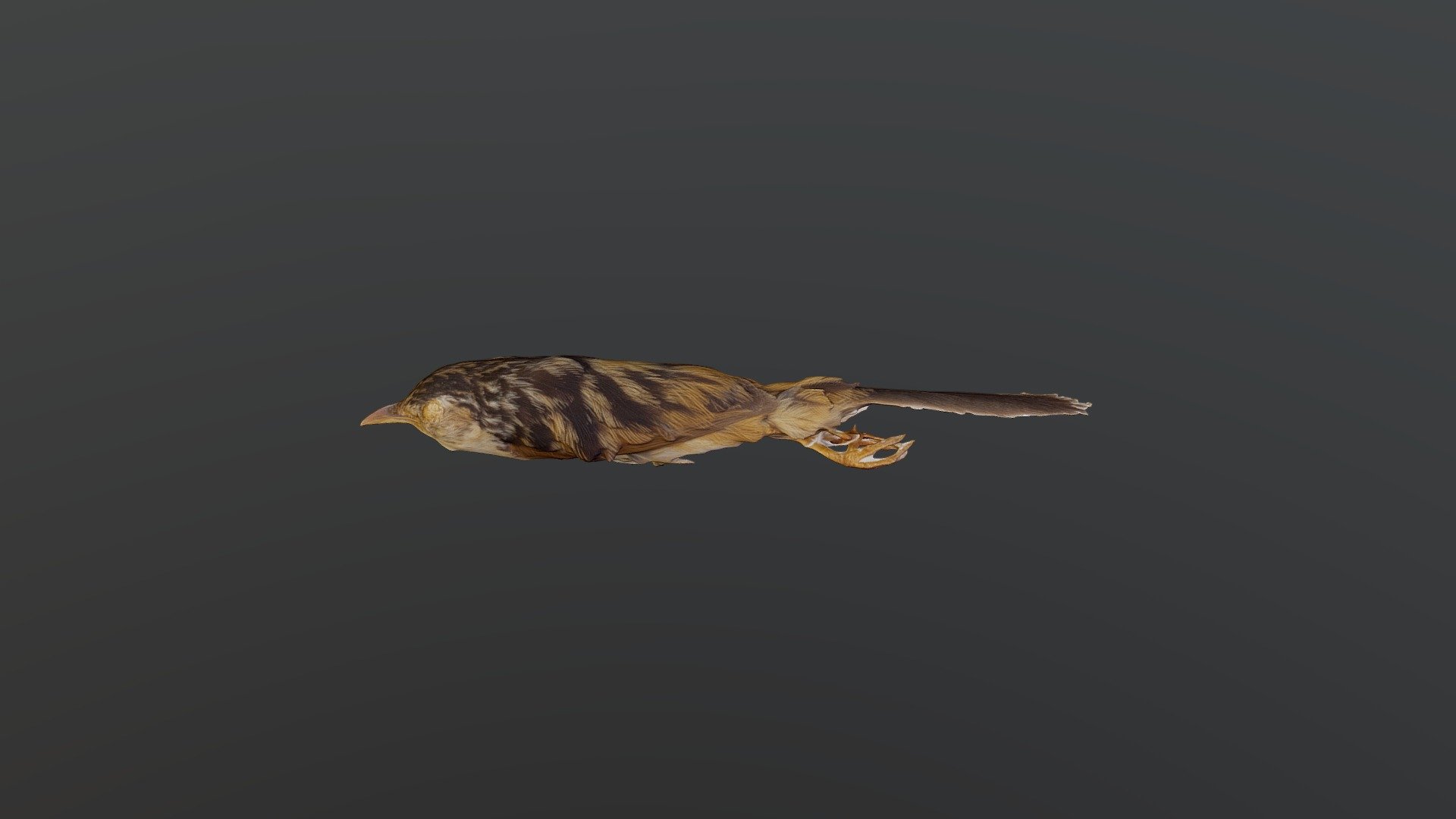 Indian Grassbird - Graminicola bengalensis — Sketchfab embed 3D viewer