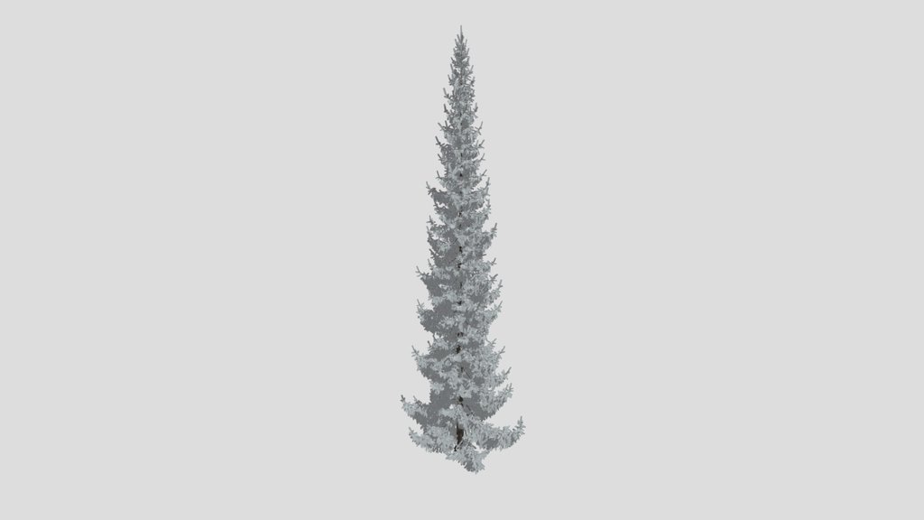 Norway Spruce Picea Abies 18m