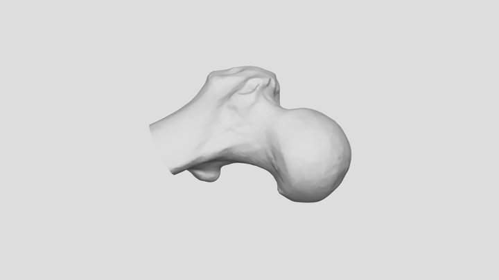 Femur 3D Model