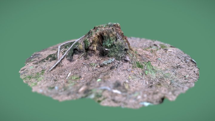Baumstumpf, tree stump 3D Model