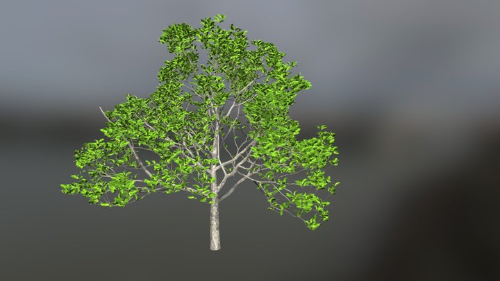 Cherry with leaves 3D Model