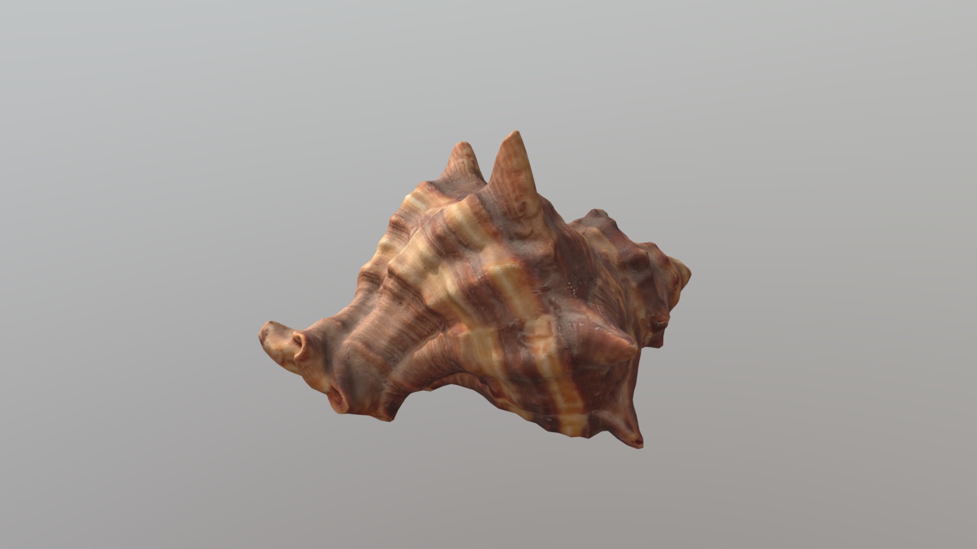 3D model Sea Shell Brown - This is a 3D model of the Sea Shell Brown. The 3D model is about a dog jumping in the air.