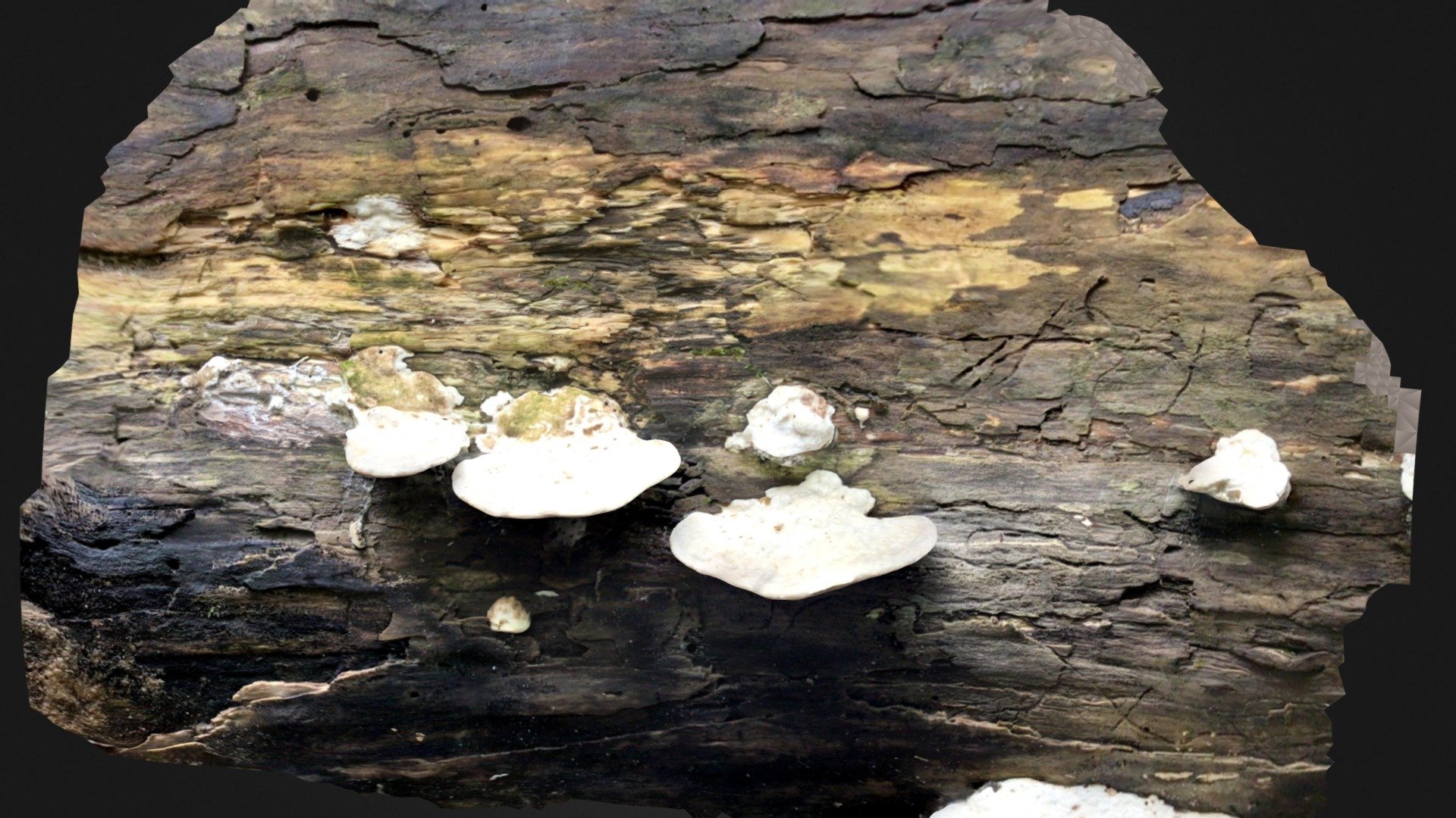 Fungus on a log