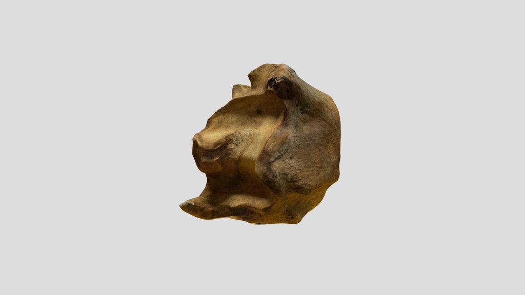 IM Mammal Bone