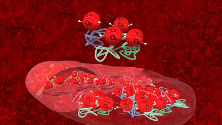 Oxygenated hemoglobin Cells – Kostenloses 3D-Modell STL