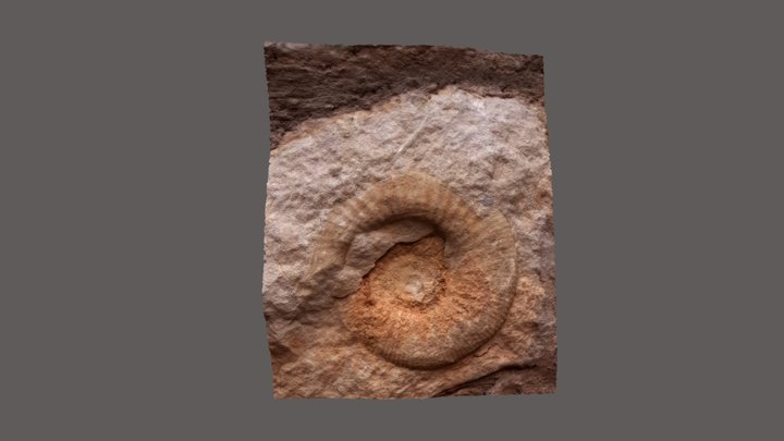 Ammonite fosilizado 3D Model