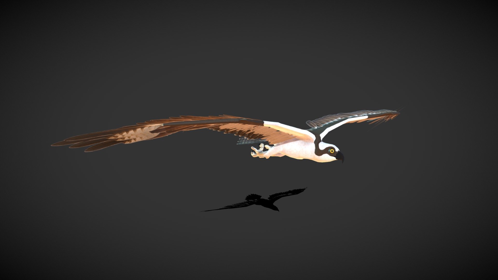 Osprey Flight Animation 1 3D model by Ryley