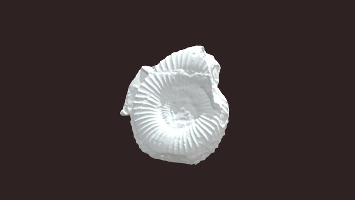Ammonite social obj 3D Model