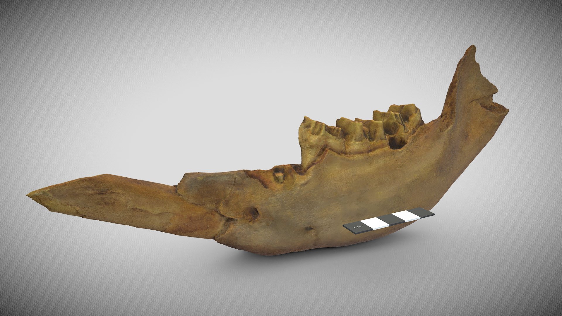 Diprotodon optaum lawer jaw