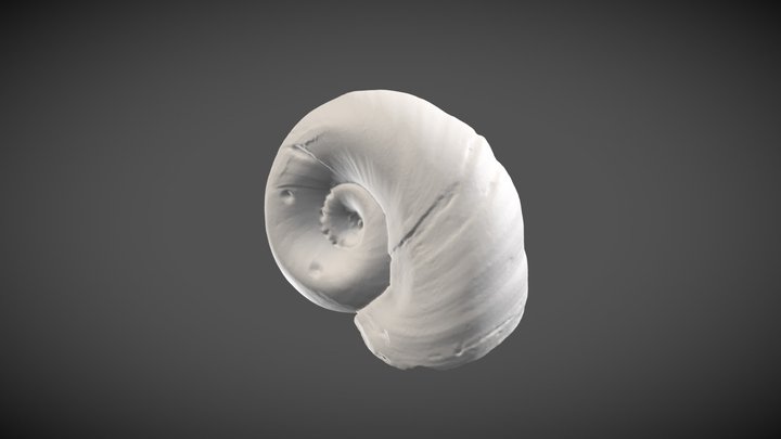 Biomphalaria pfeifferi (Krauss, 1848) – Modello 3D gratuito STL