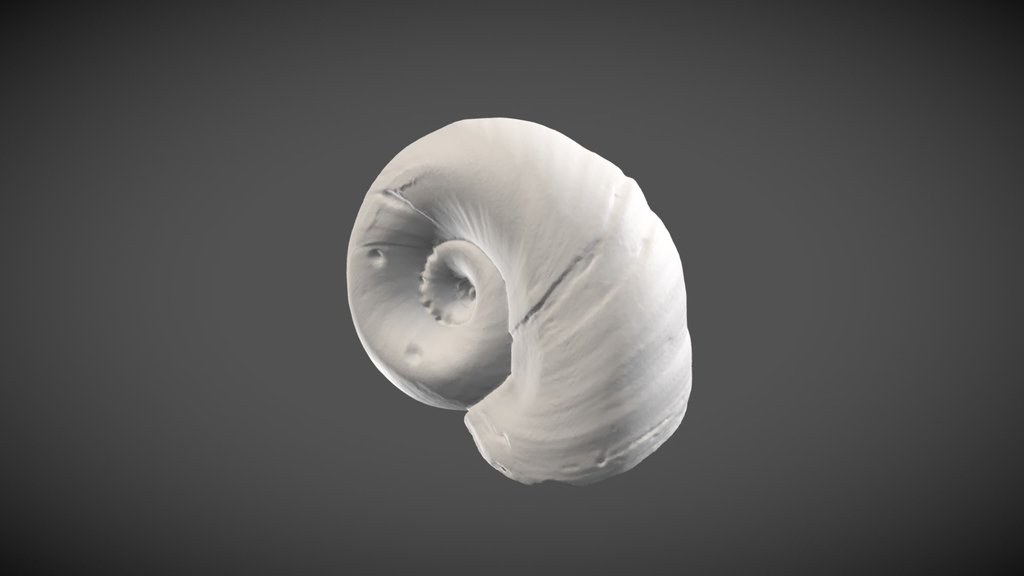 Biomphalaria pfeifferi (Krauss, 1848)