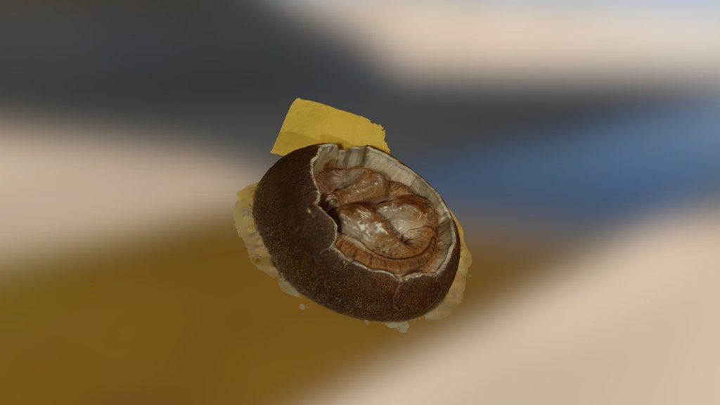 Horniman baby dino 03 — Sketchfab embed 3D viewer