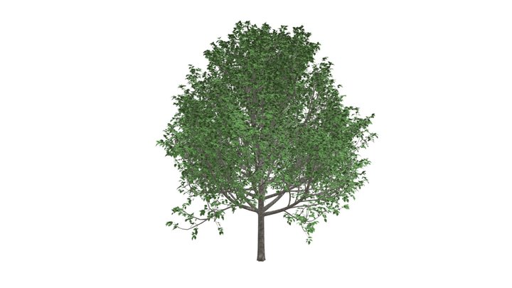 Bradford Callery Pear Tree #10 3D Model