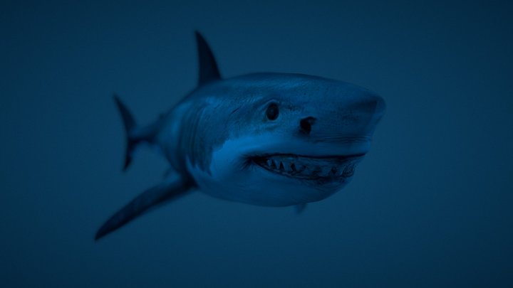 Great White Shark / Megalodon 3D Model