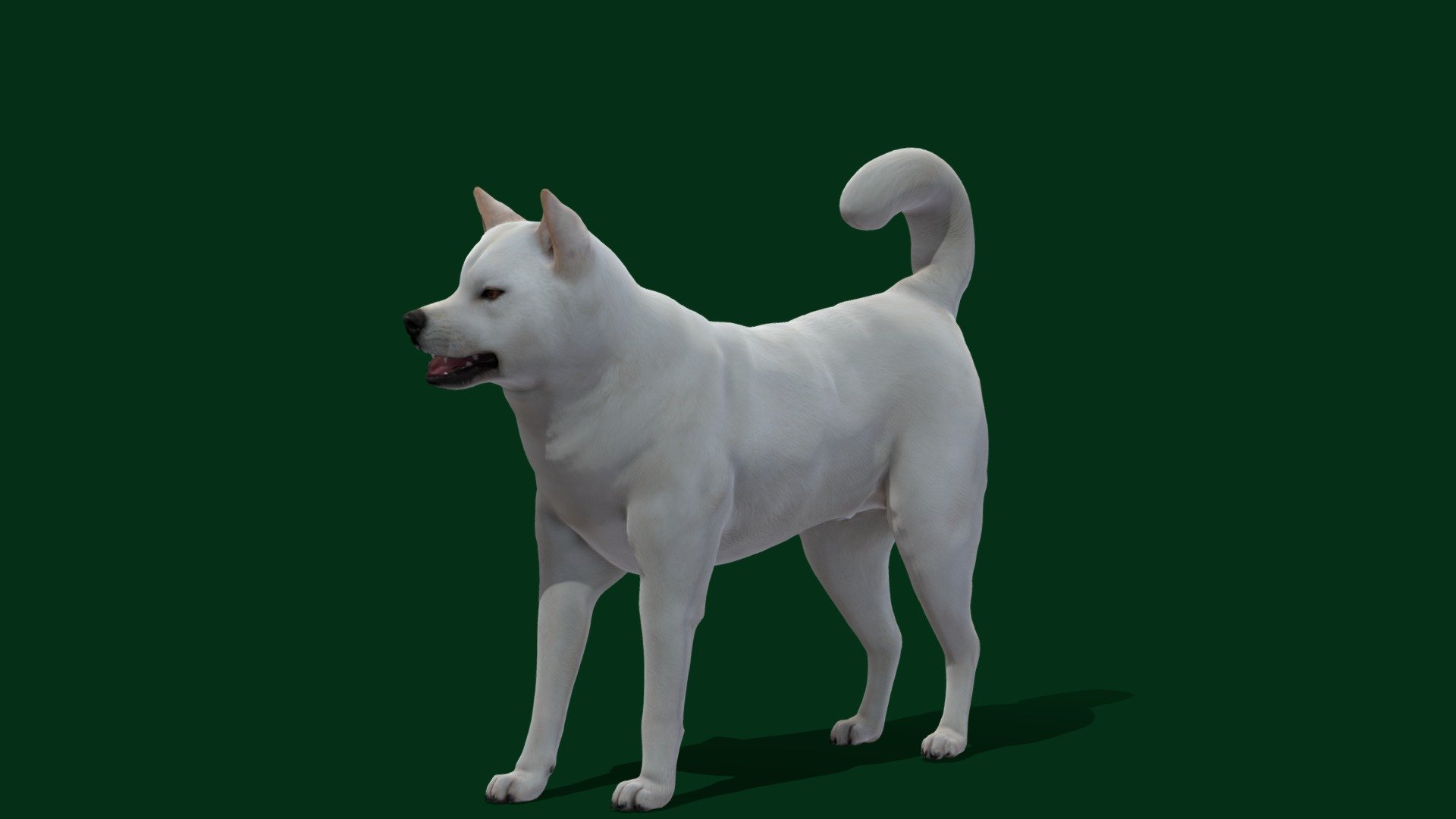 Kishu Inu Dog Breed (Game Ready) Buy Royalty Free 3D model by