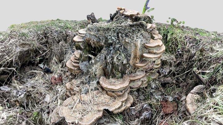 Mushroom 3D Model